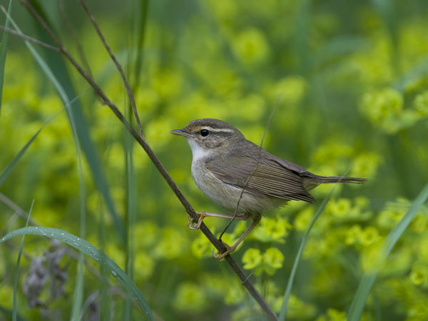 Siperianuunilintu, Radde's Warbler, Phylloscopus schwarzi