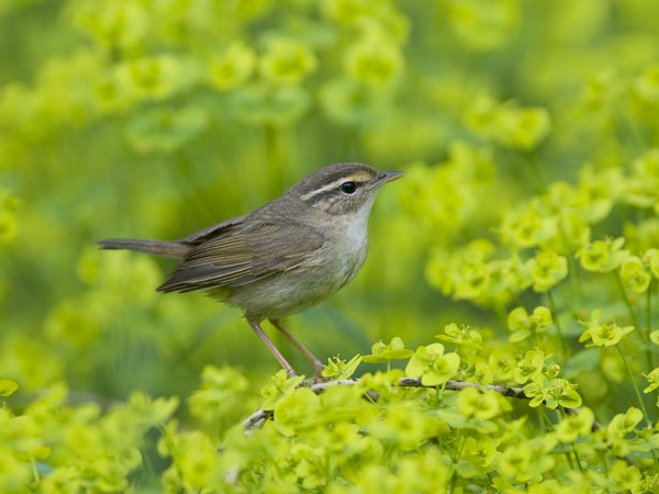Siperianuunilintu, Radde's Warbler, Phylloscopus schwarzi