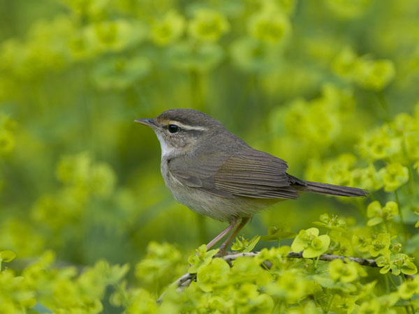 Siperianuunilintu, Radde's Warbler, Phylloscopus schwarzi