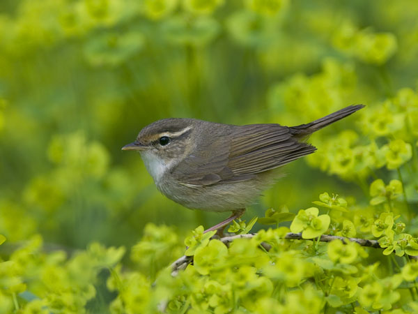 Siperianuunilintu, Radde's Warbler, Phylloscopus schwarzi