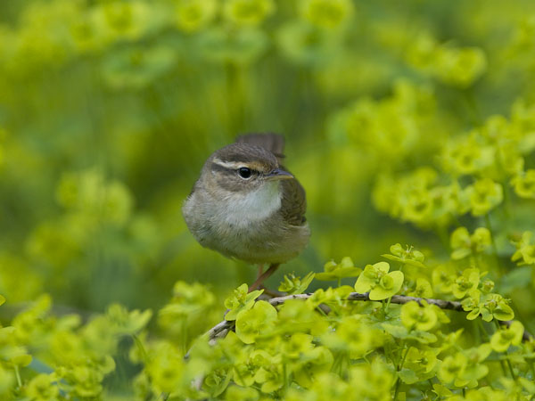 Siperianuunilintu, Radde's Warbler, Phylloscopus schwarzi