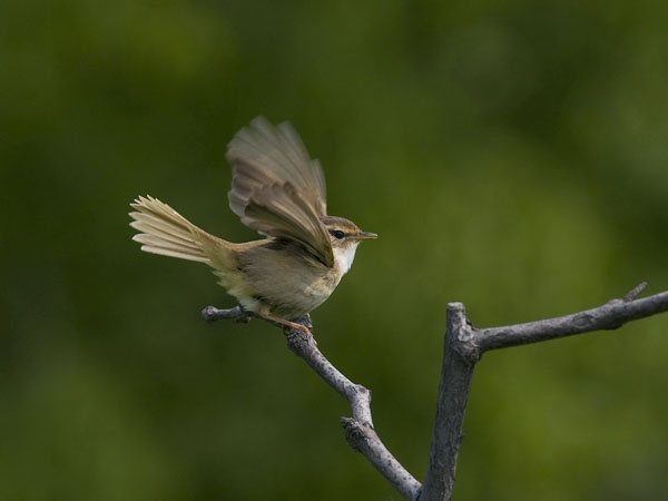 Siperianuunilintu, Radde's Warbler, Phylloscopus schwarzi