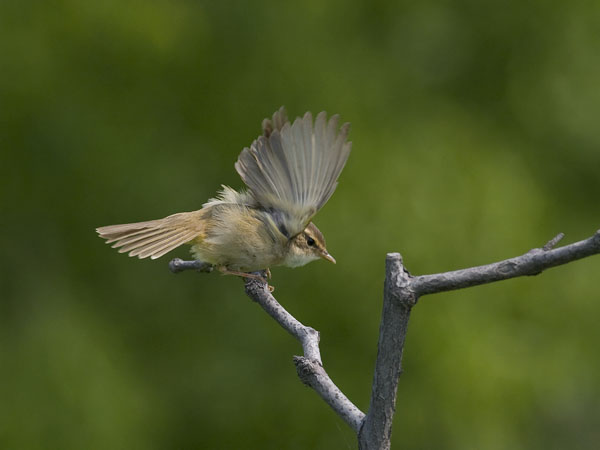 Siperianuunilintu, Radde's Warbler, Phylloscopus schwarzi