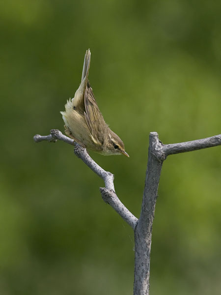 Siperianuunilintu, Radde's Warbler, Phylloscopus schwarzi