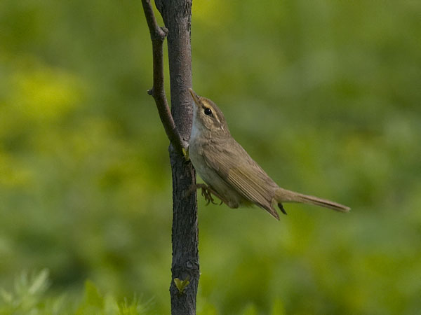 Siperianuunilintu, Radde's Warbler, Phylloscopus schwarzi