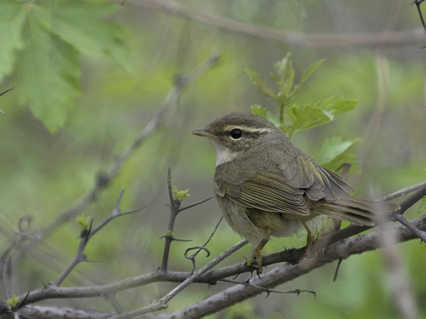 Siperianuunilintu, Radde's Warbler, Phylloscopus schwarzi