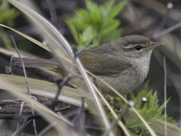 Siperianuunilintu, Radde's Warbler, Phylloscopus schwarzi