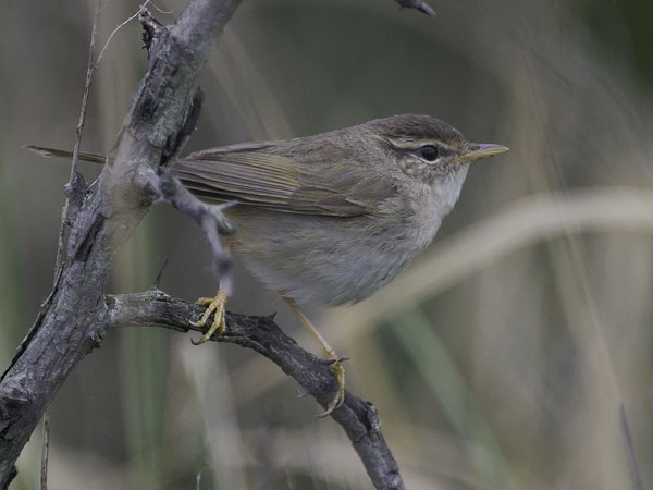 Siperianuunilintu, Radde's Warbler, Phylloscopus schwarzi