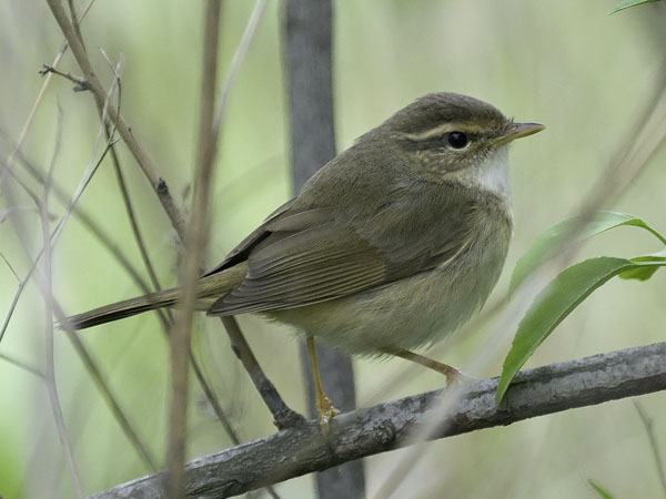 Siperianuunilintu, Radde's Warbler, Phylloscopus schwarzi