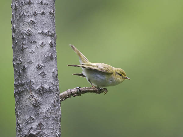 Sirittäjä, Wood Warbler, Phylloscopus sibilatrix
