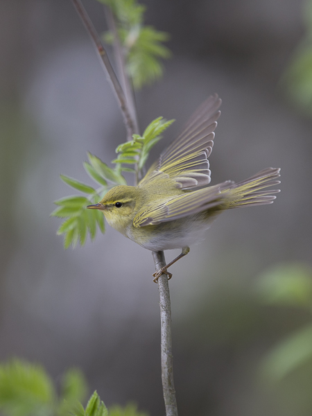 Sirittäjä, Wood Warbler, Phylloscopus sibilatrix