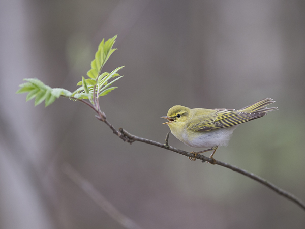 Sirittäjä, Wood Warbler, Phylloscopus sibilatrix