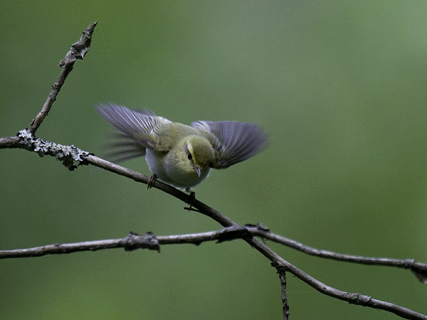 Sirittäjä, Wood Warbler, Phylloscopus sibilatrix