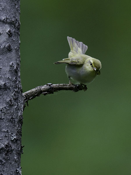Sirittäjä, Wood Warbler, Phylloscopus sibilatrix