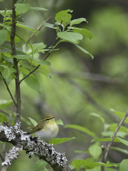 Sirittäjä, Wood Warbler, Phylloscopus sibilatrix