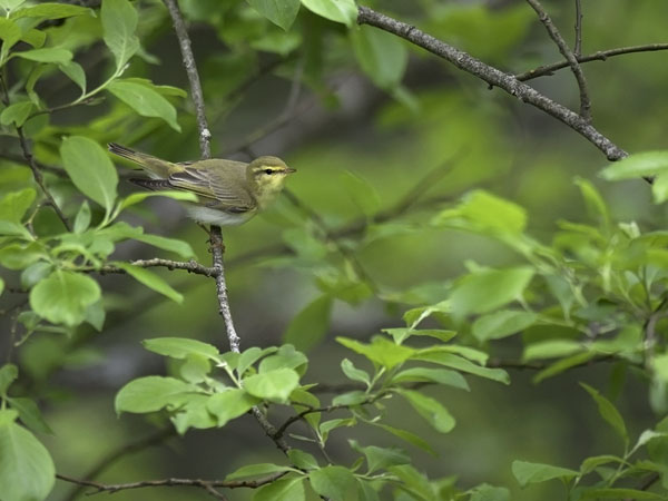 Sirittäjä, Wood Warbler, Phylloscopus sibilatrix