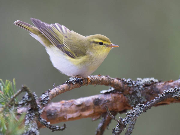 Sirittäjä, Wood Warbler, Phylloscopus sibilatrix