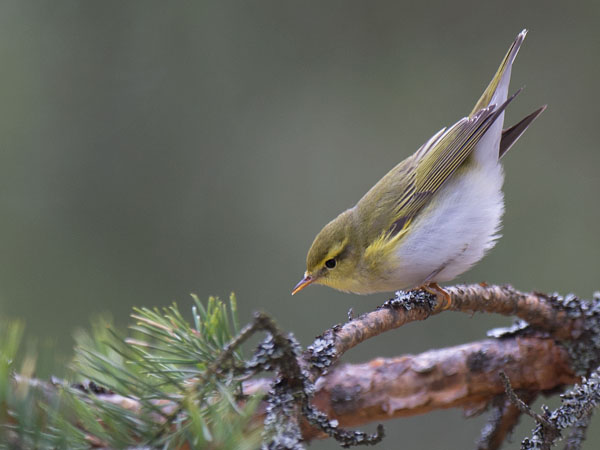 Sirittäjä, Wood Warbler, Phylloscopus sibilatrix