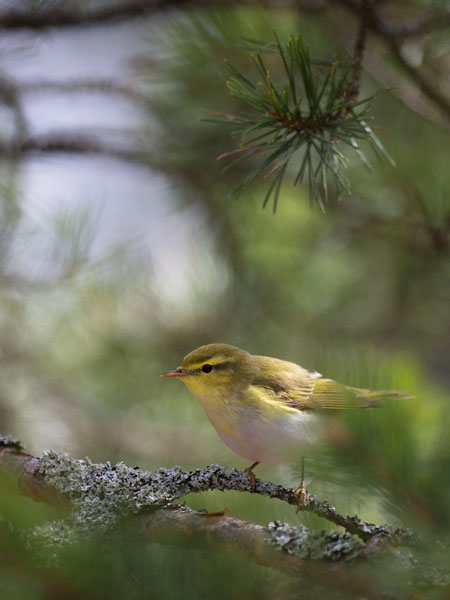 Sirittäjä, Wood Warbler, Phylloscopus sibilatrix