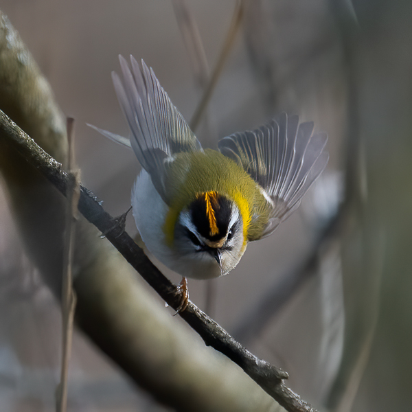 Tulipäähippiäinen, Firecrest, Regulus ignicapilla