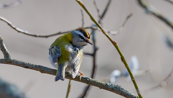 Tulipäähippiäinen, Firecrest, Regulus ignicapilla