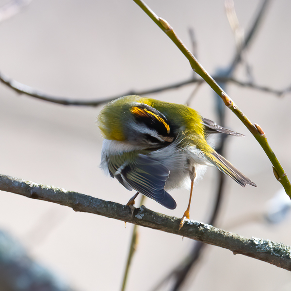Tulipäähippiäinen, Firecrest, Regulus ignicapilla