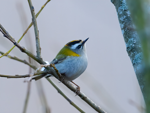 Tulipäähippiäinen, Firecrest, Regulus ignicapilla