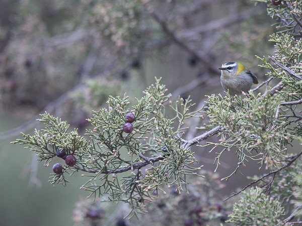 Tulipäähippiäinen, Firecrest, Regulus ignicapilla