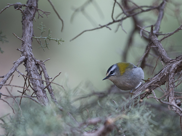 Tulipäähippiäinen, Firecrest, Regulus ignicapilla