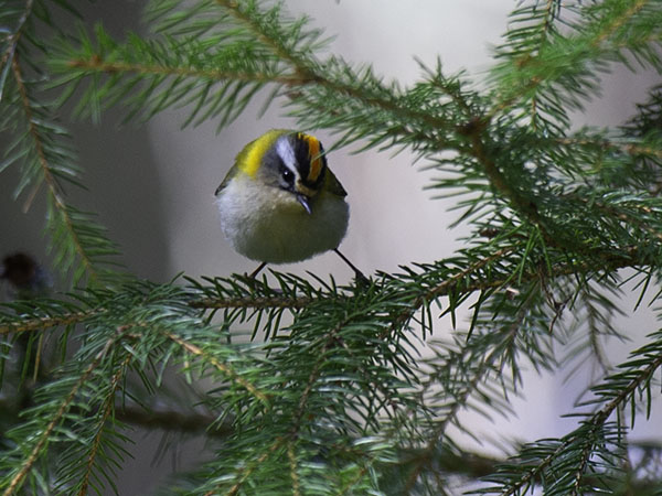Tulipäähippiäinen, Firecrest, Regulus ignicapilla