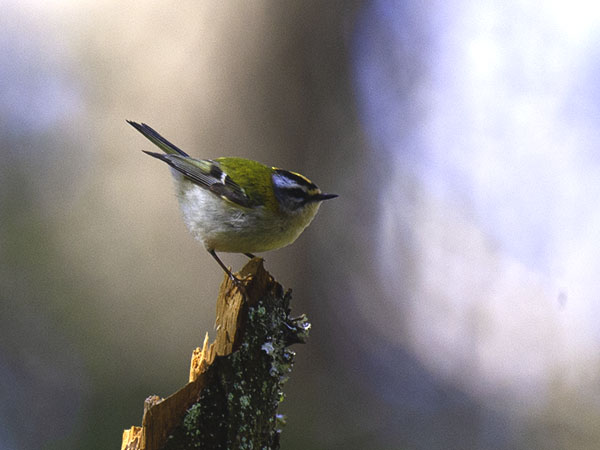 Tulipäähippiäinen, Firecrest, Regulus ignicapilla