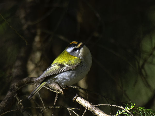 Tulipäähippiäinen, Firecrest, Regulus ignicapilla