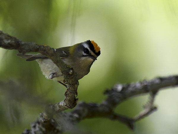 Tulipäähippiäinen, Firecrest, Regulus ignicapilla