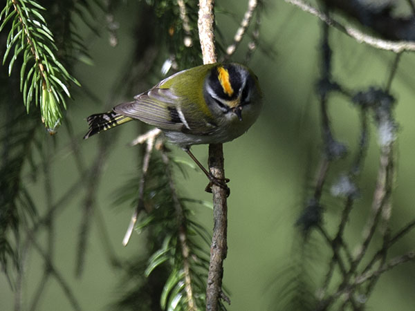 Tulipäähippiäinen, Firecrest, Regulus ignicapilla