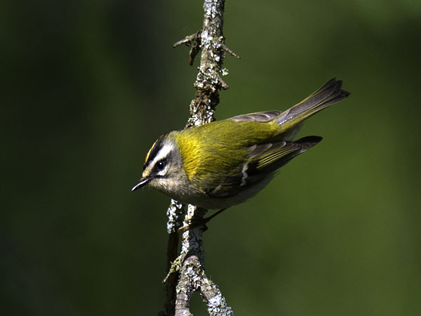 Tulipäähippiäinen, Firecrest, Regulus ignicapilla