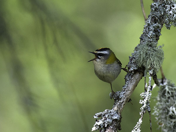 Tulipäähippiäinen, Firecrest, Regulus ignicapilla