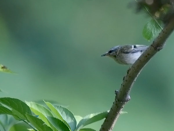 Tulipäähippiäinen, Firecrest, Regulus ignicapilla