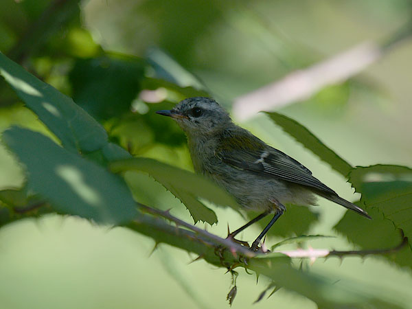 Tulipäähippiäinen, Firecrest, Regulus ignicapilla