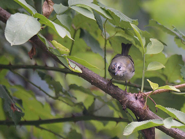 Tulipäähippiäinen, Firecrest, Regulus ignicapilla