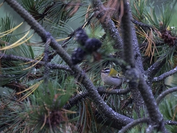 Tulipäähippiäinen, Firecrest, Regulus ignicapilla