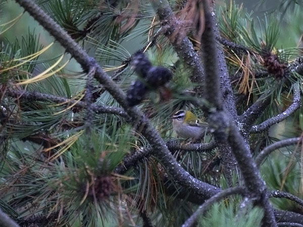 Tulipäähippiäinen, Firecrest, Regulus ignicapilla