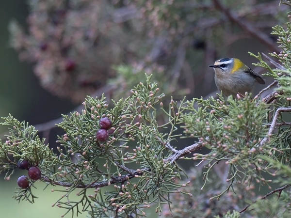 Tulipäähippiäinen, Firecrest, Regulus ignicapilla