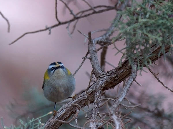 Tulipäähippiäinen, Firecrest, Regulus ignicapilla