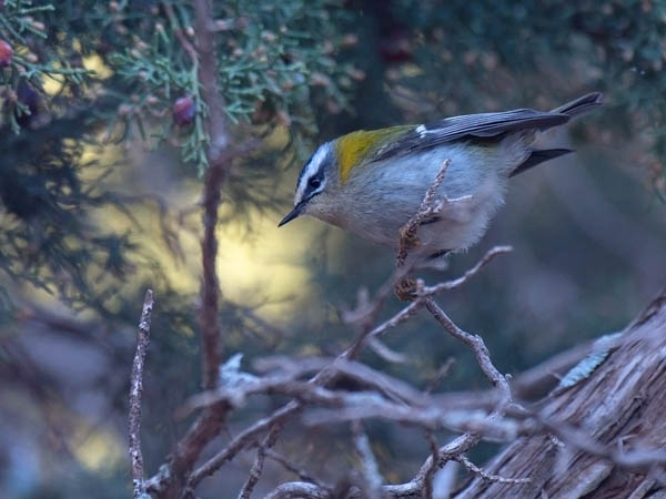 Tulipäähippiäinen, Firecrest, Regulus ignicapilla