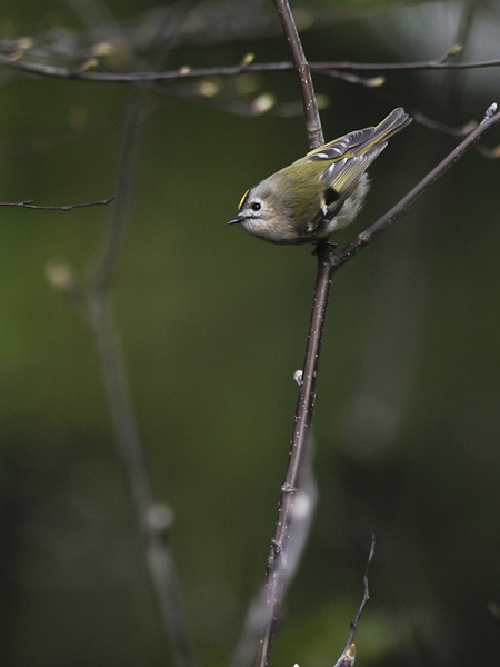 Hippiäinen, Goldcrest, Regulus regulus