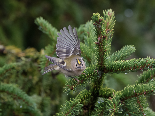 Hippiäinen, Goldcrest, Regulus regulus