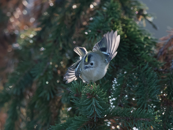 Hippiäinen, Goldcrest, Regulus regulus