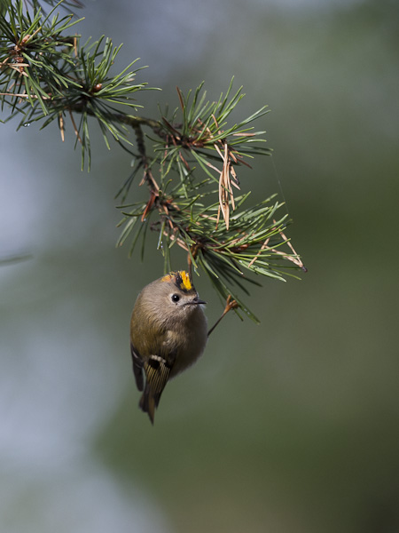 Hippiäinen, Goldcrest, Regulus regulus