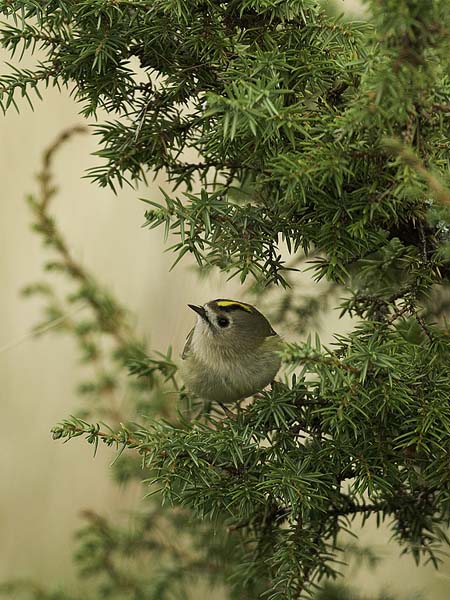 Hippiäinen, Goldcrest, Regulus regulus