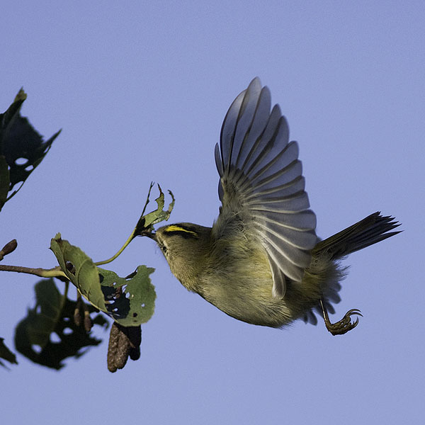 Hippiäinen, Goldcrest, Regulus regulus